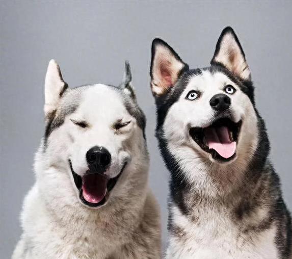 涨配资 公狗爱打架还乱跑，养了3年我累瘫，你敢试吗？