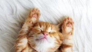 汇发网 宠物睡你床上真能助眠？30%人后悔了，原因很现实