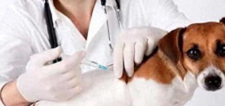 涵星配资 狗狗疫苗白打了？花钱还生病，3个坑你必须躲！