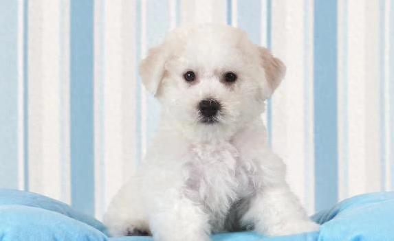 嘉盛投资 比熊犬超可爱却让人崩溃，我养了3个月后悔了？